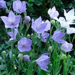 Пазл: Любимая клумба