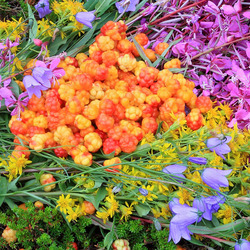 Пазл: Горсть морошки