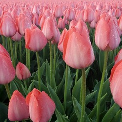 Пазл: Красота тюльпанов
