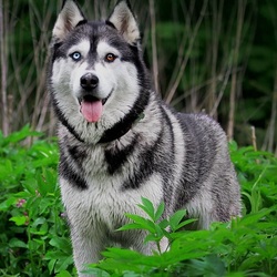 Пазл: Хаски