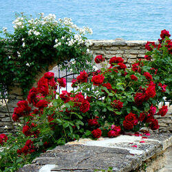 Пазл: Аллея роз