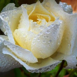 Пазл: После дождя