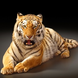 Пазл: Большая кошка