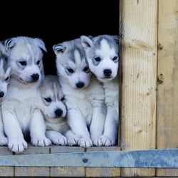 Пазл: Щенки