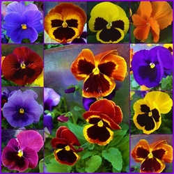 Пазл: Анютины глазки