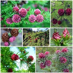 Пазл: Полярная роза