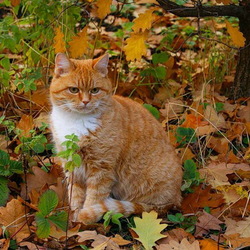 Пазл: Осенний котик