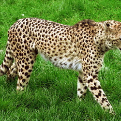 Пазл: Гепард