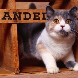 Пазл: Что случилось?