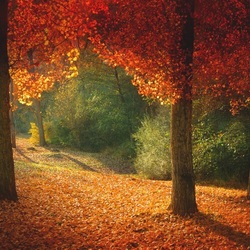 Пазл: Осенний лес