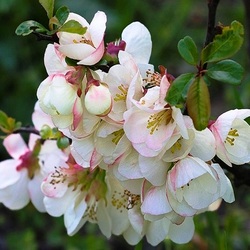 Пазл: Яблоневый цвет