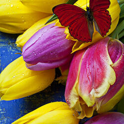 Пазл: Весенние тюльпаны