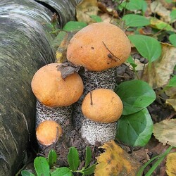 Пазл: Дружная семейка