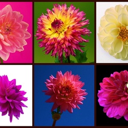 Пазл: Георгины