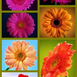 Пазл: Герберы