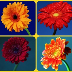 Пазл: Герберы