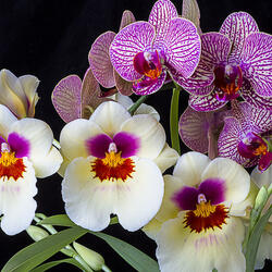 Пазл: Орхидеи