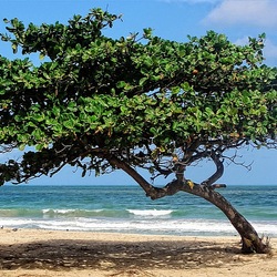 Пазл: Побережье