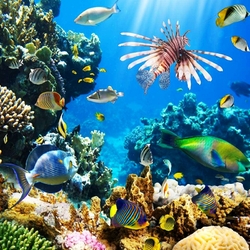 Пазл: Морские глубины и их обитатели