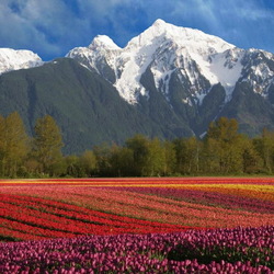 Пазл: Яркие краски природы