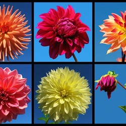 Пазл: Георгины