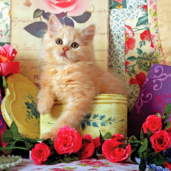 Пазл: Подарок