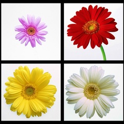 Пазл: Герберы