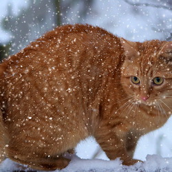 Пазл: Снежный Барсик