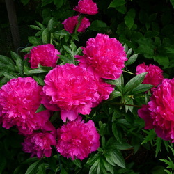 Пазл: Пионы