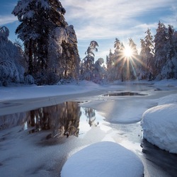 Пазл: Зимний лес