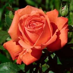 Пазл: Алая роза и паучок