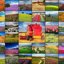 Пазл: Полюшко-поле