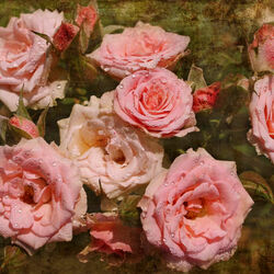 Пазл: Розы