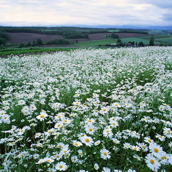 Пазл: Ромашковое поле
