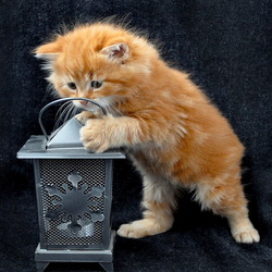 Пазл: Любопытный котенок