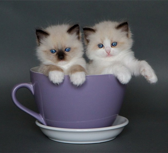 Котик в кружке