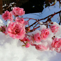 Пазл: И все таки - весна