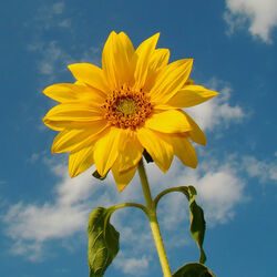 Пазл: Солнышко