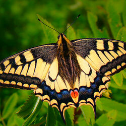 Пазл: Бабочка