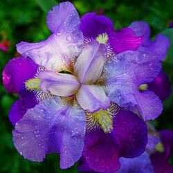 Пазл: Капельки росы