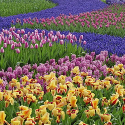 Пазл: Цветочные поля