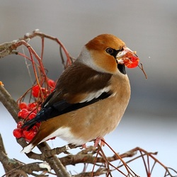 Пазл: Обыкновенный дубонос
