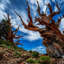 Пазл: Дерево 