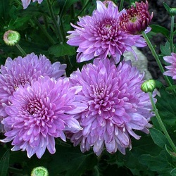 Пазл: Хризантемы