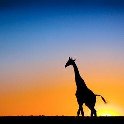 Пазл: Жираф большо-о-й