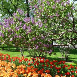 Пазл: Александровский сад   