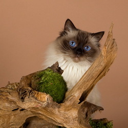 Пазл: Котонатюрморт