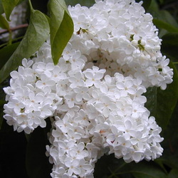 Пазл: Белая сирень