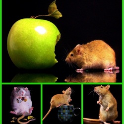 Пазл: Грызуны