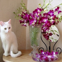 Пазл: Кошечка и орхидеи
